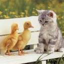 Gatitos 1